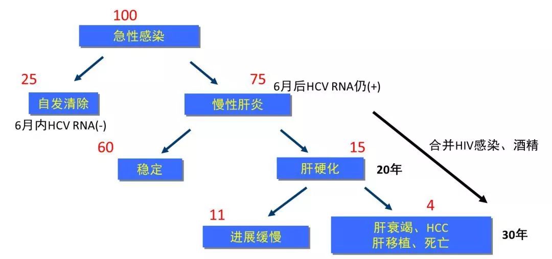 HCV感染自然进程示意图